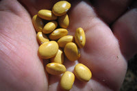 Rancho Gordo Buckeye Beans - 1lb