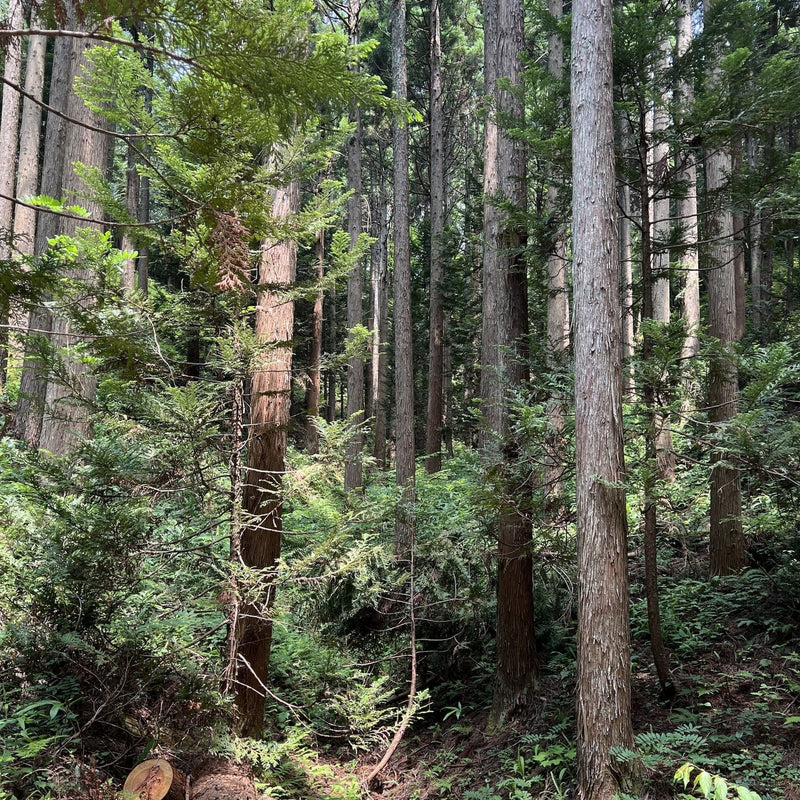 Escape from Kareishu, or: Seiichi and Me—by Josh Donald