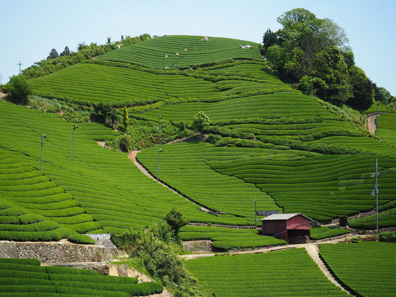 Hojicha: A Primer—by Sachi Uchimaru